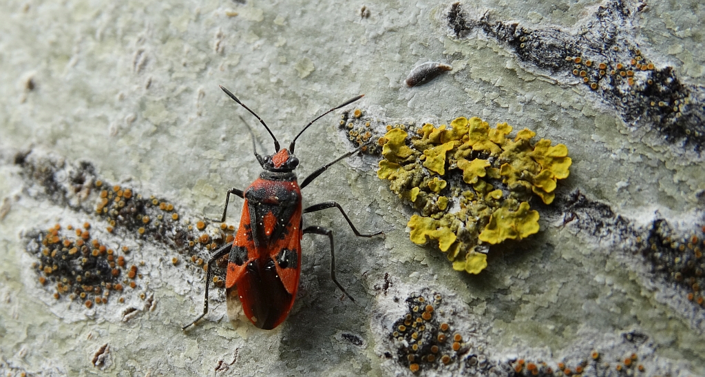 Glinik lulkarz (Corizus hyoscyami)