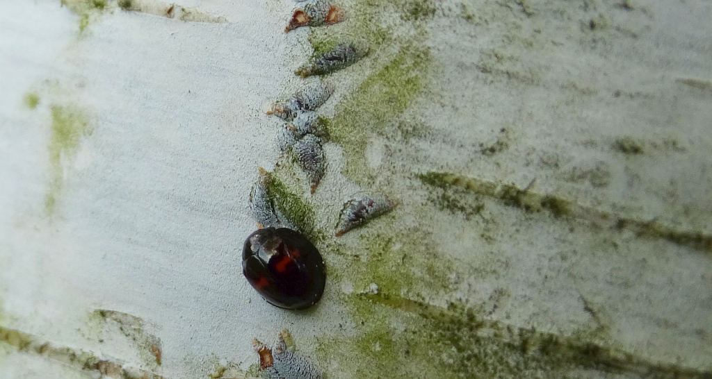 Okrajka dwuplamka (Chilocorus bipustulatus)