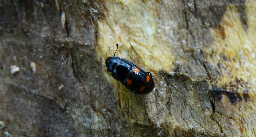 Urazek czterokropek (Glischrochilus quadripunctatus)