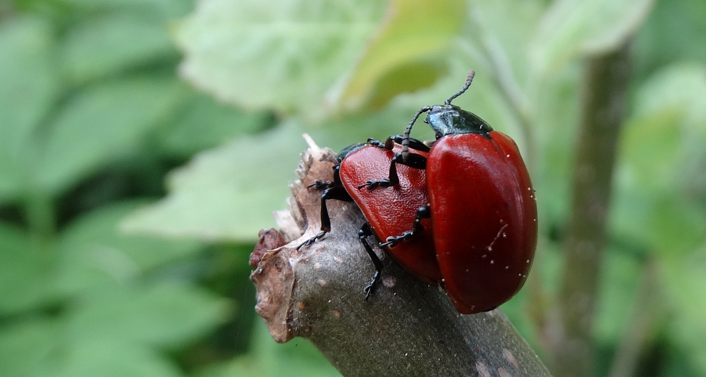 Rynnica topolowa (Melasoma populi L., syn. Chrysomela populi)