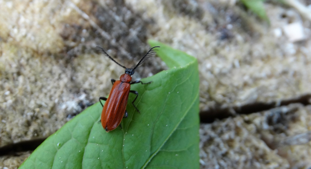 Pyrochroa coccinea