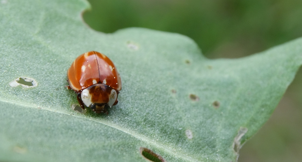 Biedronka bledniczka (Neomysia oblongoguttata)