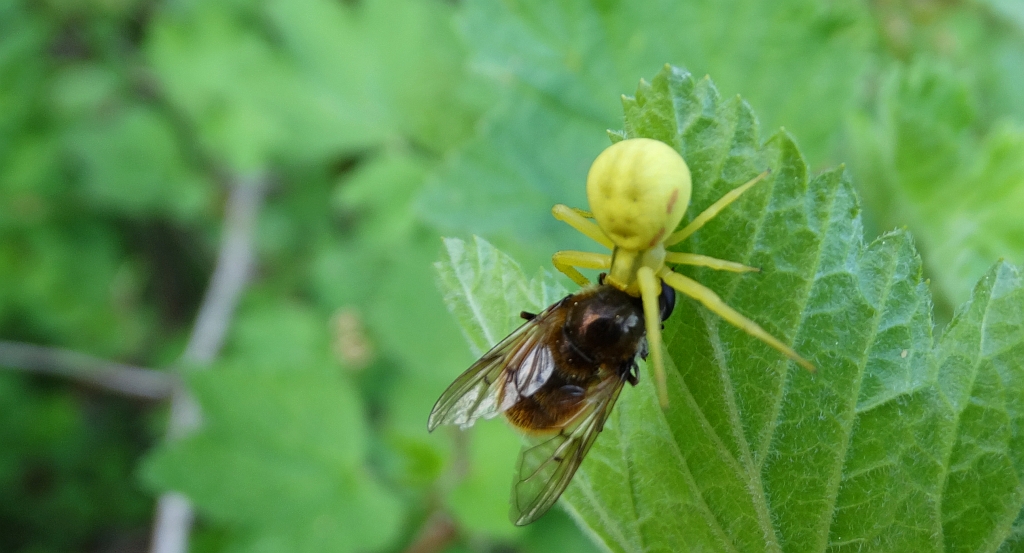 Kwietnik (Misumena vatia)