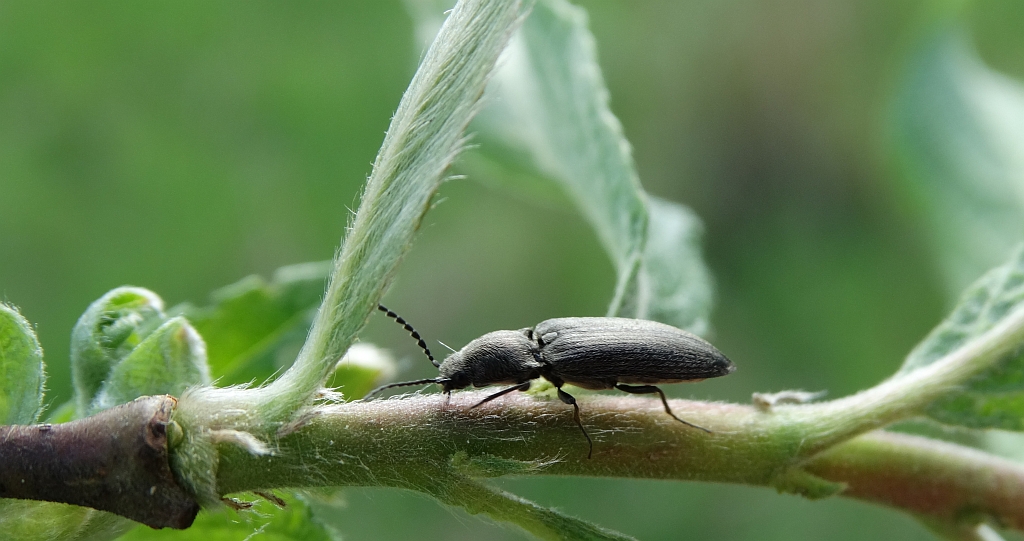 Nieskorek czarny (Athous niger)