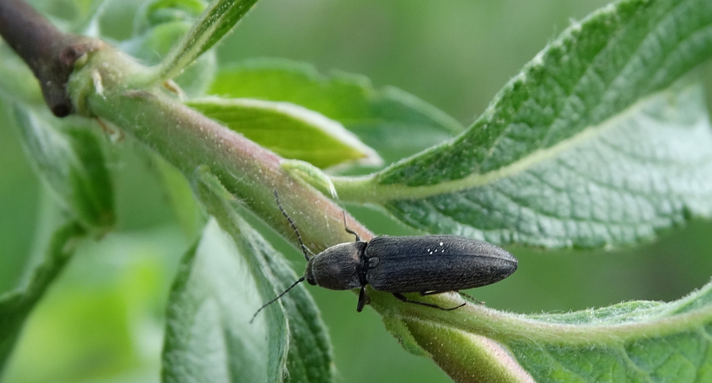 Nieskorek czarny (Athous niger)