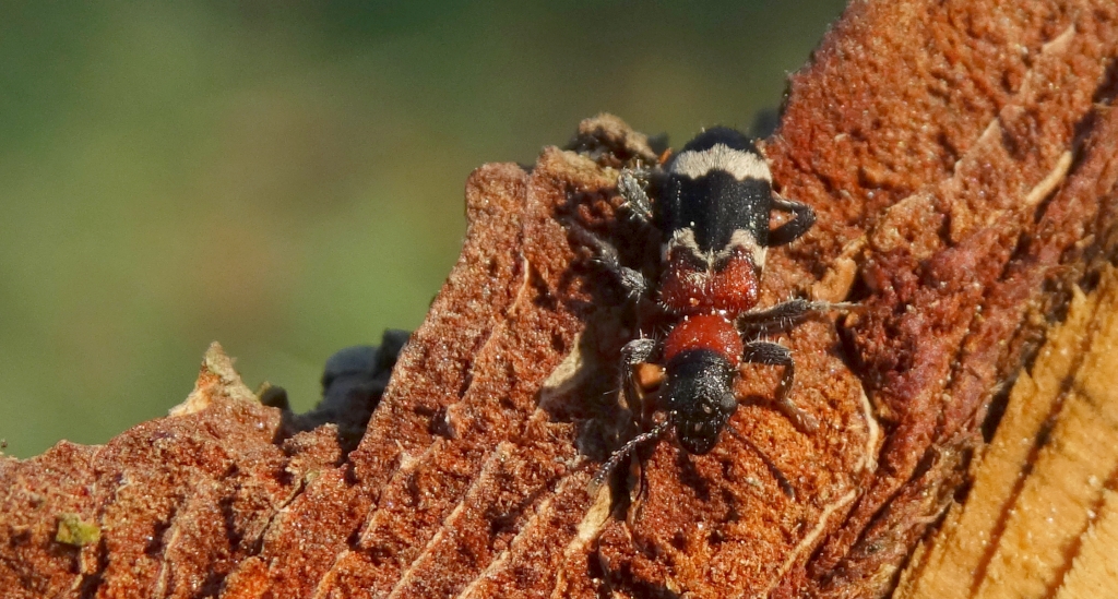 Przekrasek mróweczka (Thanasimus formicarius)