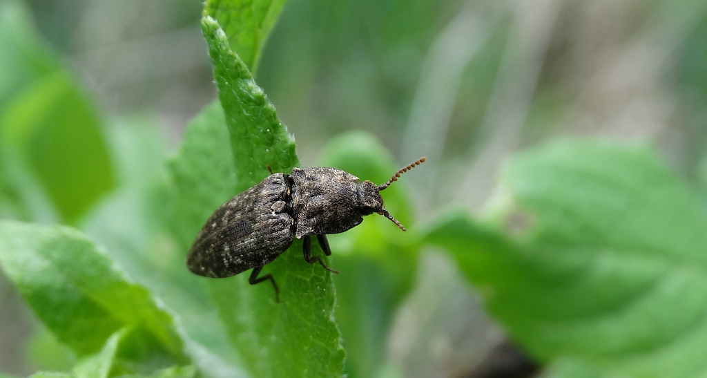 Podrzut myszaty (Lacon murinus)