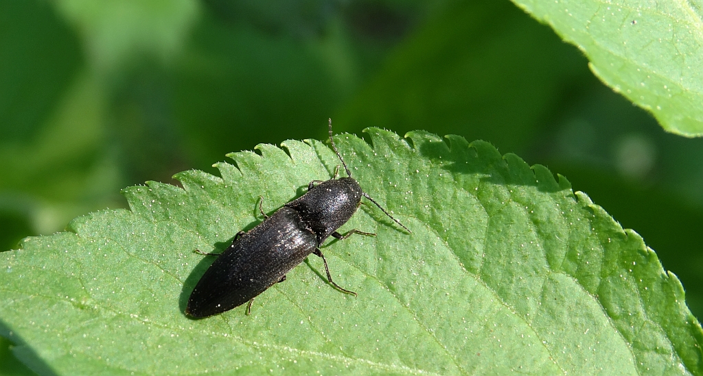 Nieskorek czarny (Athous niger)