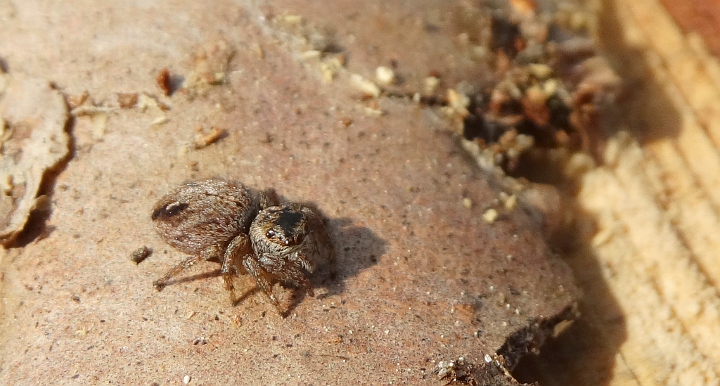 Pyrgun nazielny (Evarcha arcuata)