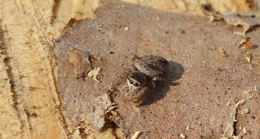 Pyrgun nazielny (Evarcha arcuata)