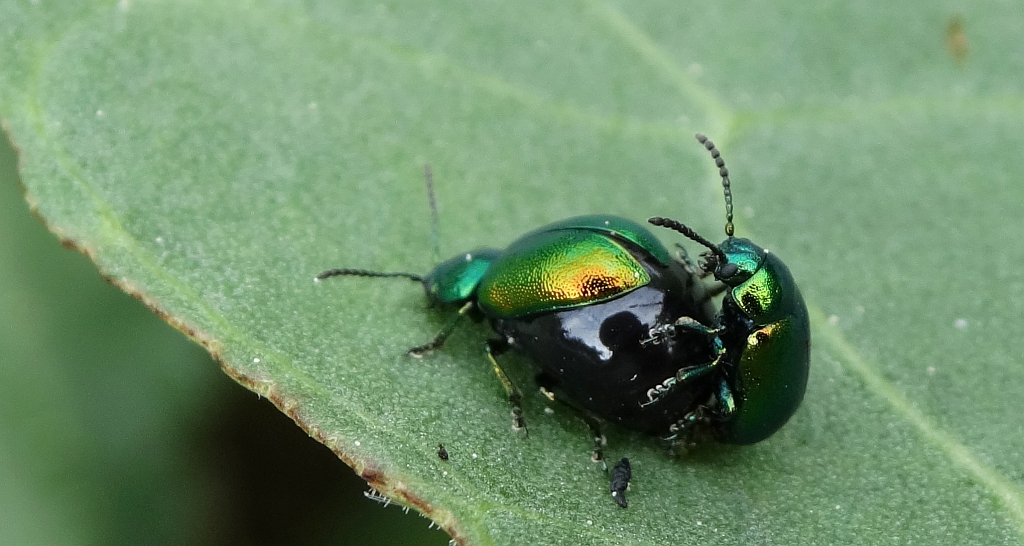Kałdunica zielona (Gastrophysa viridula)