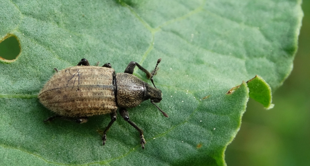 Otiorhynchus (Choilisanus) raucus