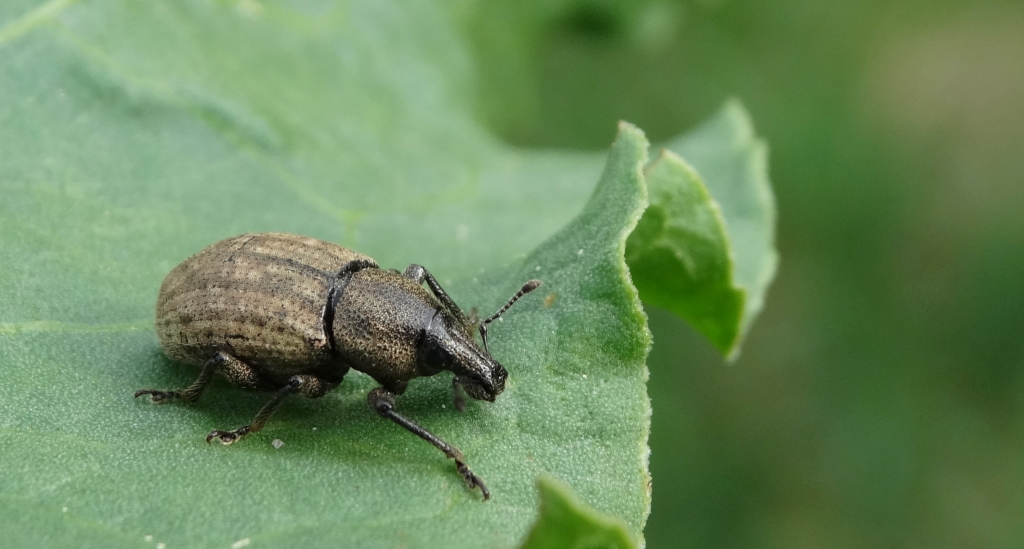 Otiorhynchus (Choilisanus) raucus