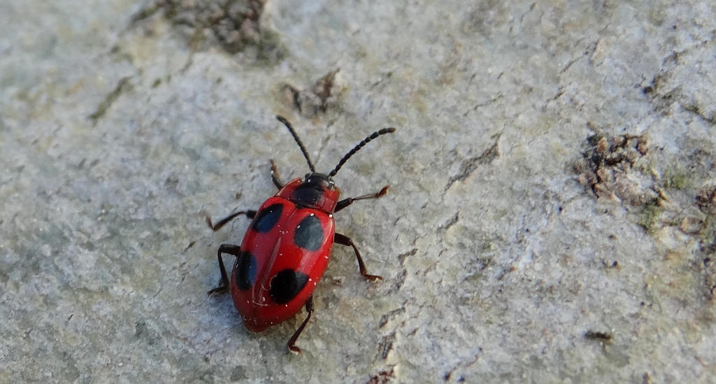 Wygłodek biedronkowaty (Endomychus coccineus)