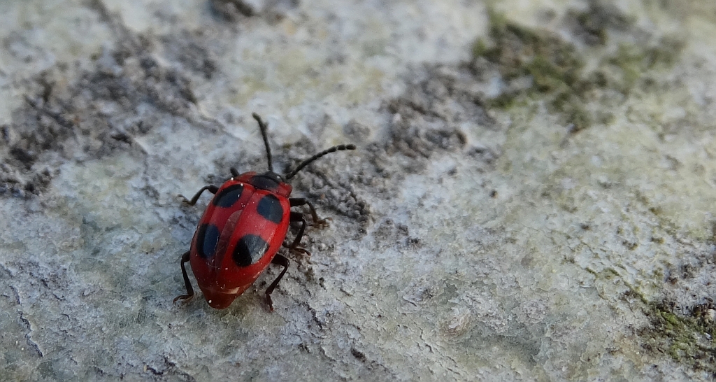 Wygłodek biedronkowaty (Endomychus coccineus)