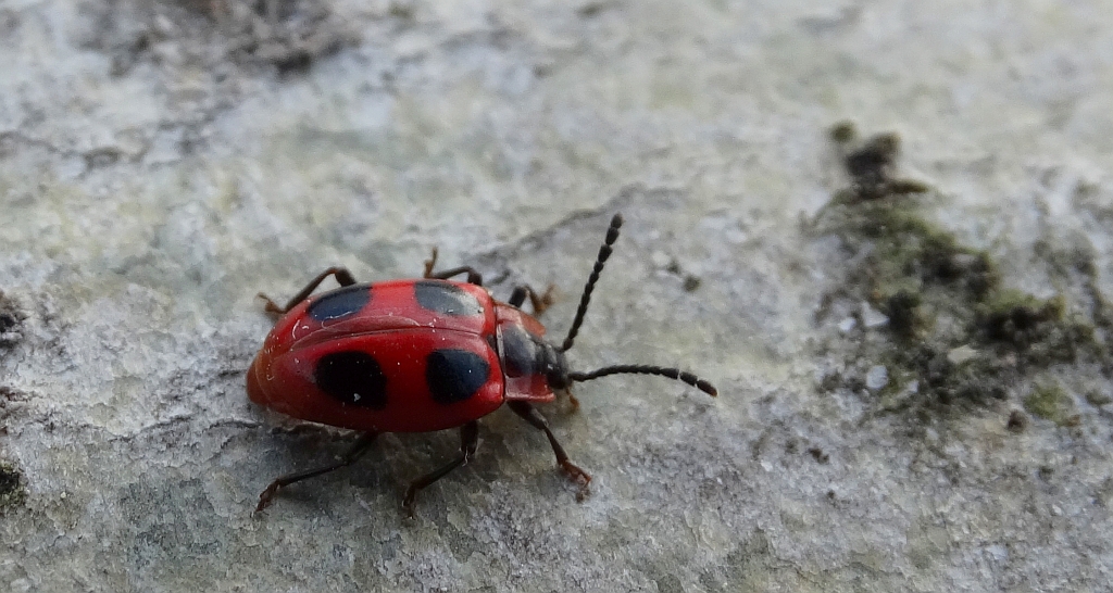 Wygłodek biedronkowaty (Endomychus coccineus)