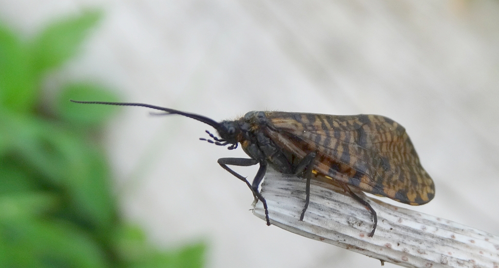 Wieszczyca rzecza (Oligostomis reticulata)