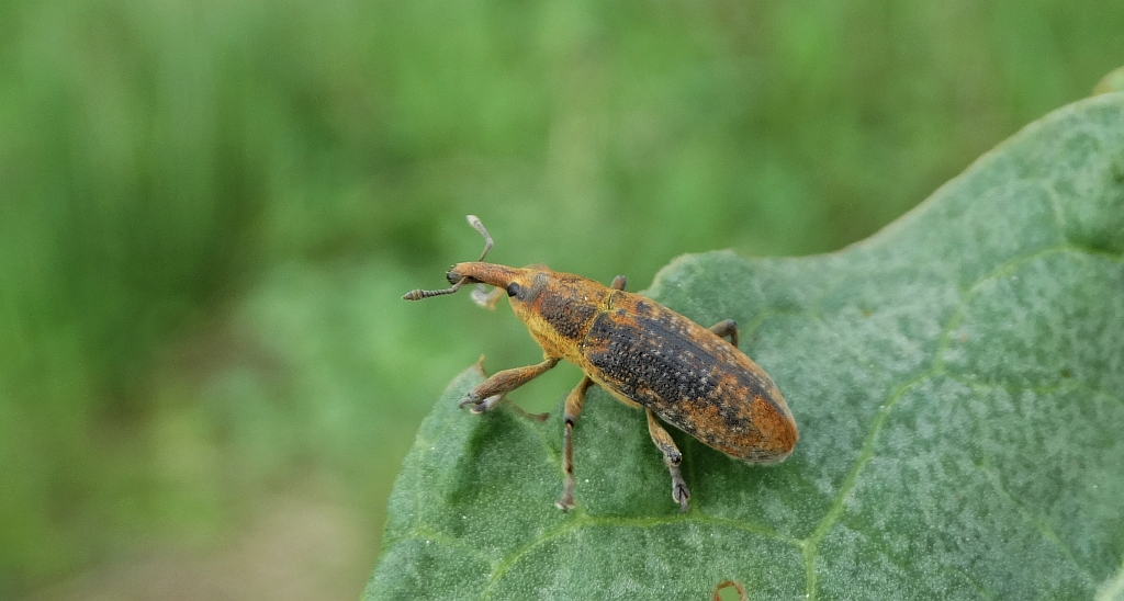 Kulczanka szczawiowiec (Lixus bardanae)