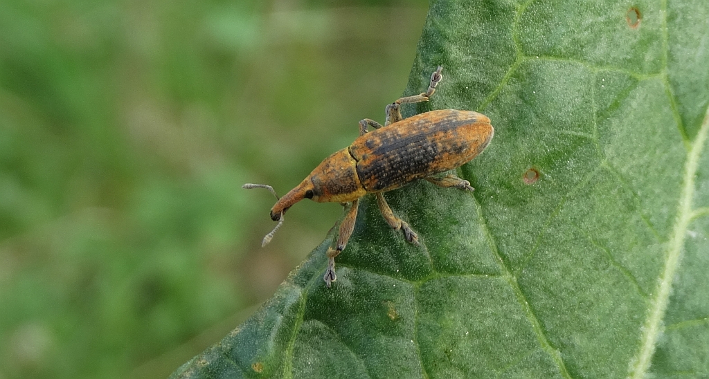 Kulczanka szczawiowiec (Lixus bardanae)