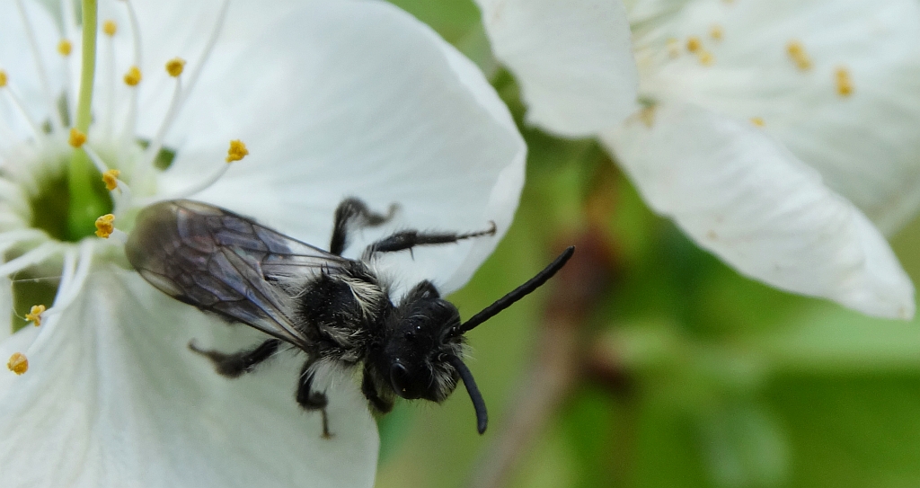 Pszczolinka niebieskawa (Andrena cineraria), a może  pszczolinka napiaskowa (Andrena vaga)
