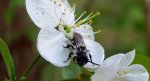Pszczolinka niebieskawa (Andrena cineraria), a może  pszczolinka napiaskowa (Andrena vaga)