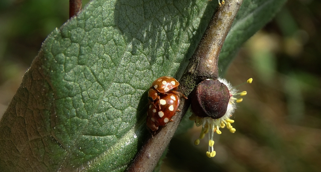 Gielas czternastoplamek, biedronka czternastokropka (Calvia quatuordecimguttata)