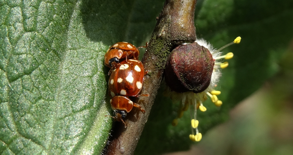 Gielas czternastoplamek, biedronka czternastokropka (Calvia quatuordecimguttata)