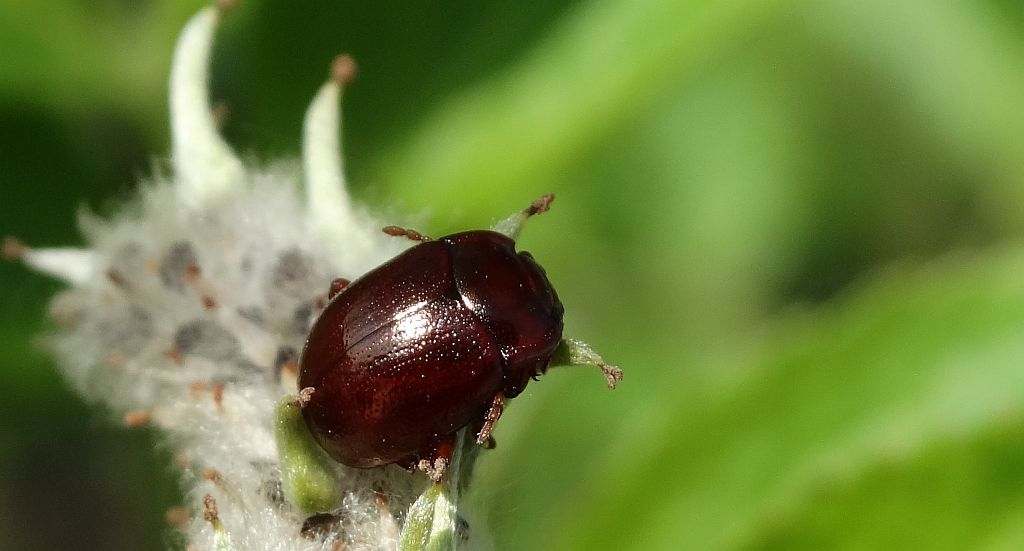 Złotka nadwodna (Chrysolina staphylea)