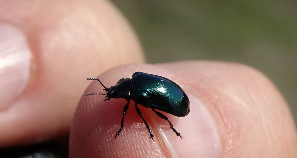 Rynnica olchowa (Linaeidea aenea﻿)