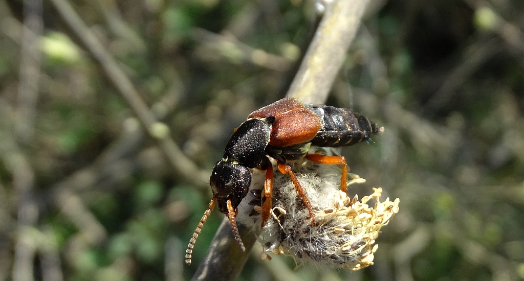 Kusak cezarek (Staphylinus caesareus)