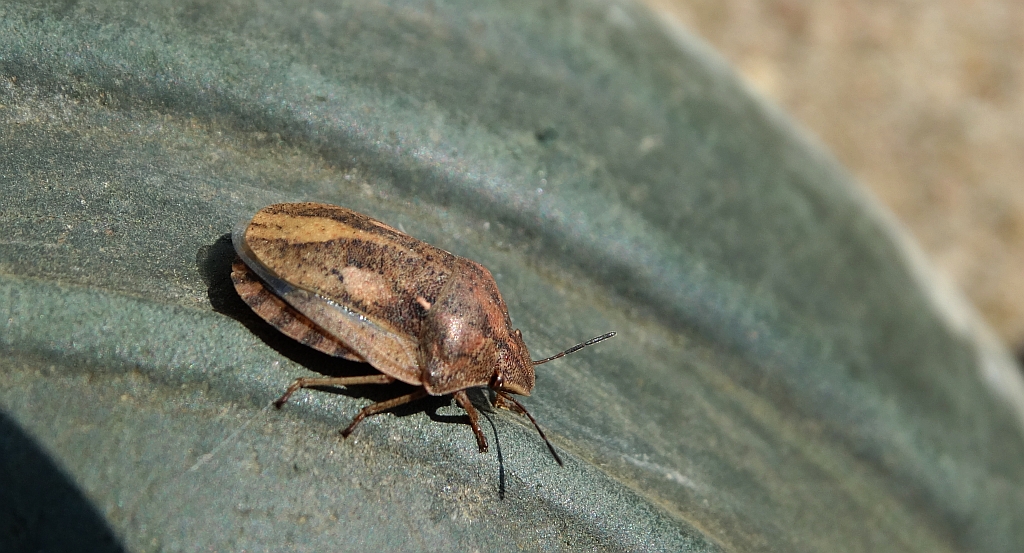 Żółwinek zbożowy (Eurygaster maura)