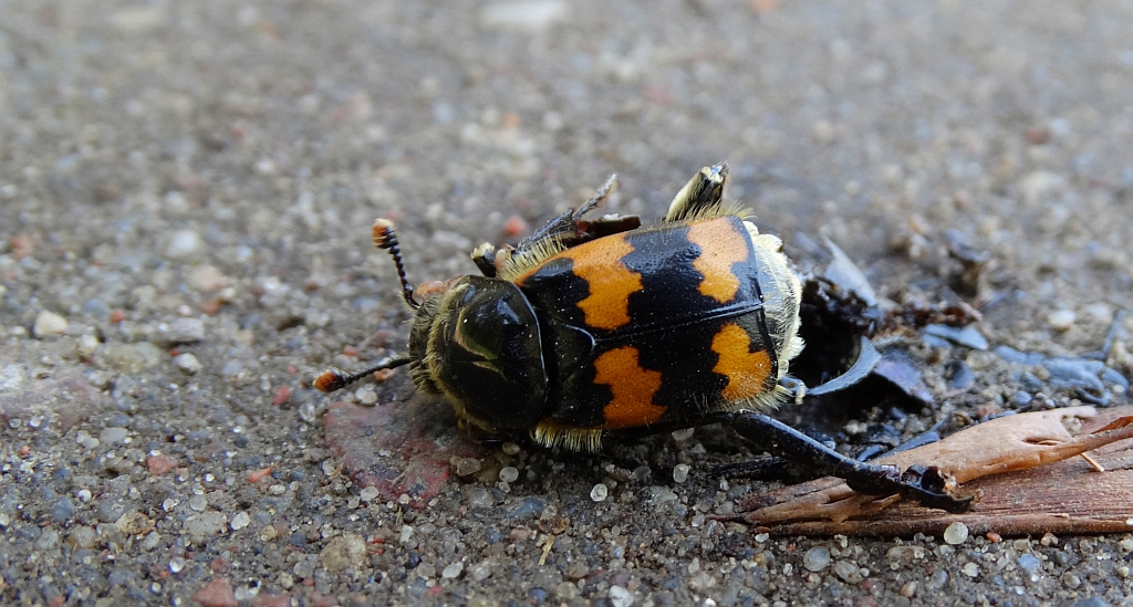 Grabarz pospolity (Necrophorus vespillo)