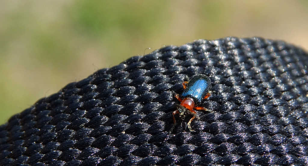 Skrzypionka zbożowa (Oulema melanopa L.)