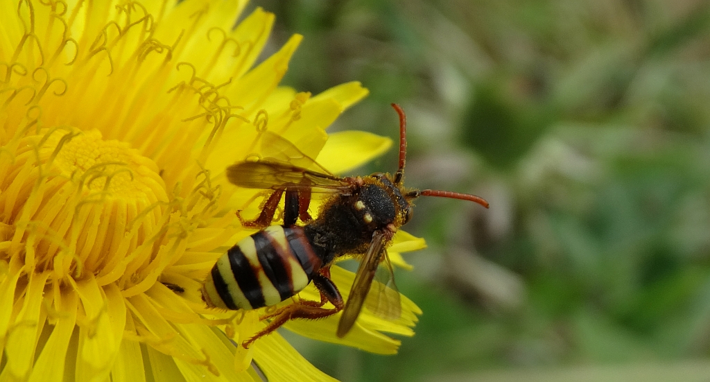 Koczownica rudowłosa (Nomada lathburiana)