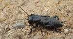 Świerszcz polny (Gryllus campestris)