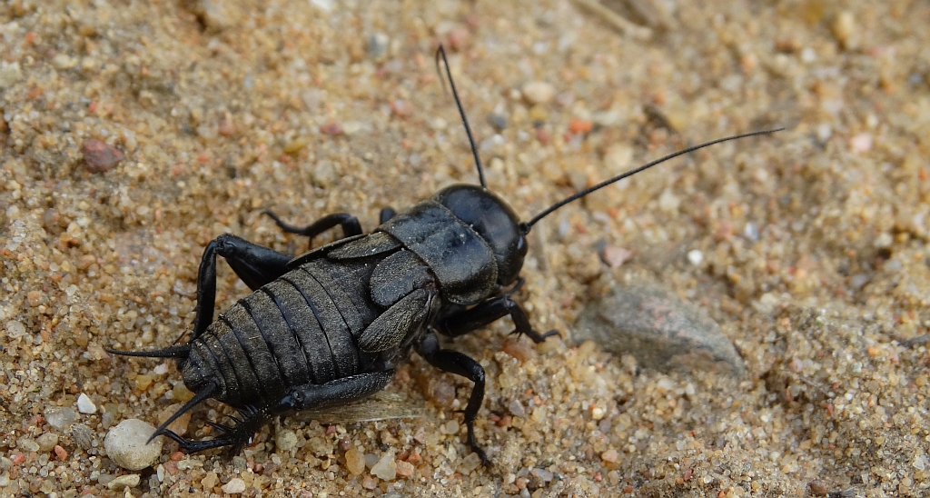 Świerszcz polny (Gryllus campestris)