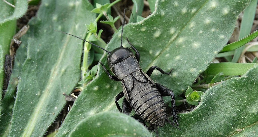 Świerszcz polny (Gryllus campestris)