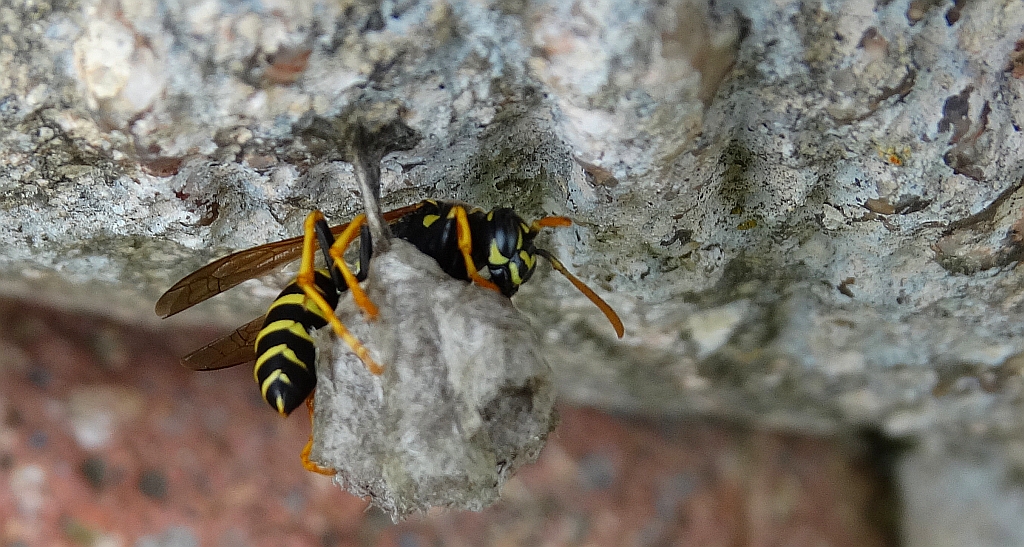 Klecanka polna (Polistes nimpha)