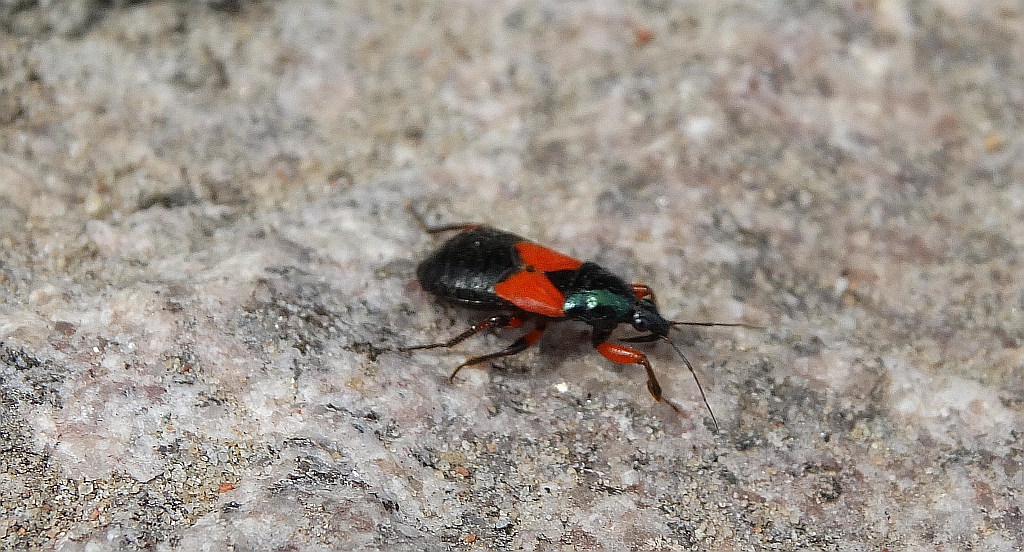 Prostemma guttula - nimfa