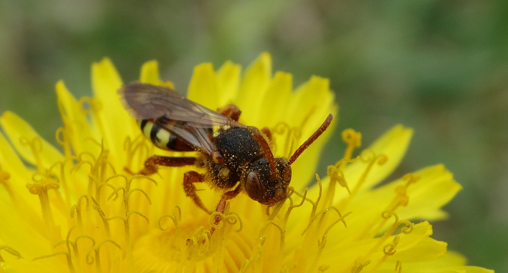 Koczownica rudowłosa (Nomada lathburiana)