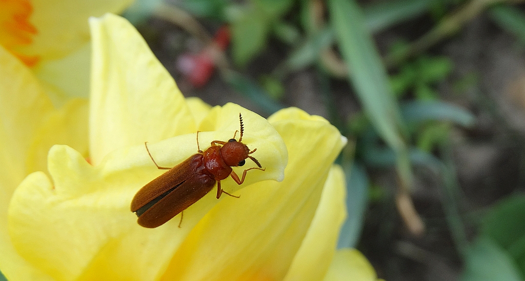 Rytel pospolity (Hylecoetus dermestoides)