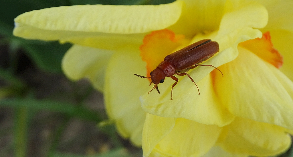 Rytel pospolity (Hylecoetus dermestoides)