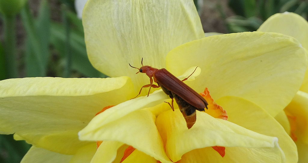 Rytel pospolity (Hylecoetus dermestoides)