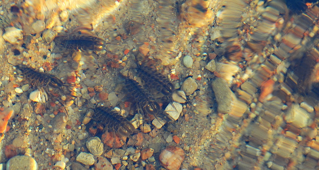 Ośliczka wodna, ośliczka pospolita (Asellus aquaticus)