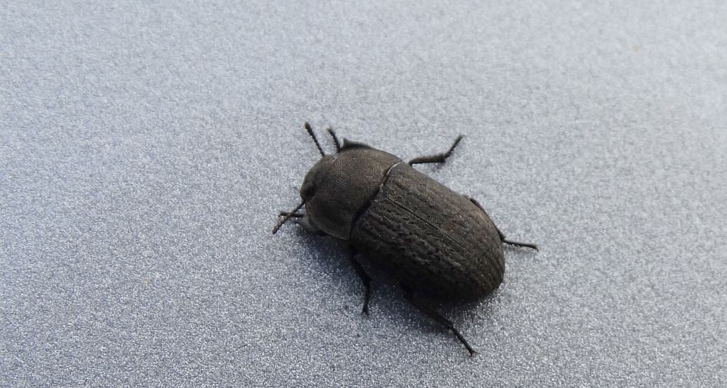 Omrzel piaskowy (Opatrum sabulosum)