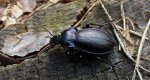 Biegacz ogrodowy (Carabus hortensis)