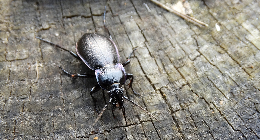 Biegacz ogrodowy (Carabus hortensis)