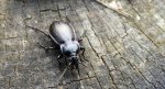 Biegacz ogrodowy (Carabus hortensis)