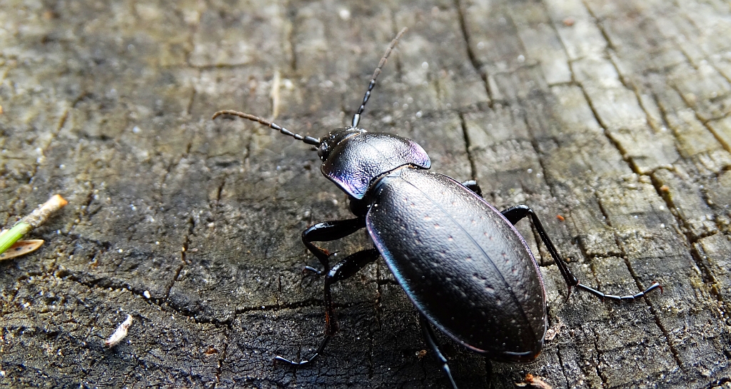 Biegacz ogrodowy (Carabus hortensis)