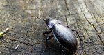 Biegacz ogrodowy (Carabus hortensis)
